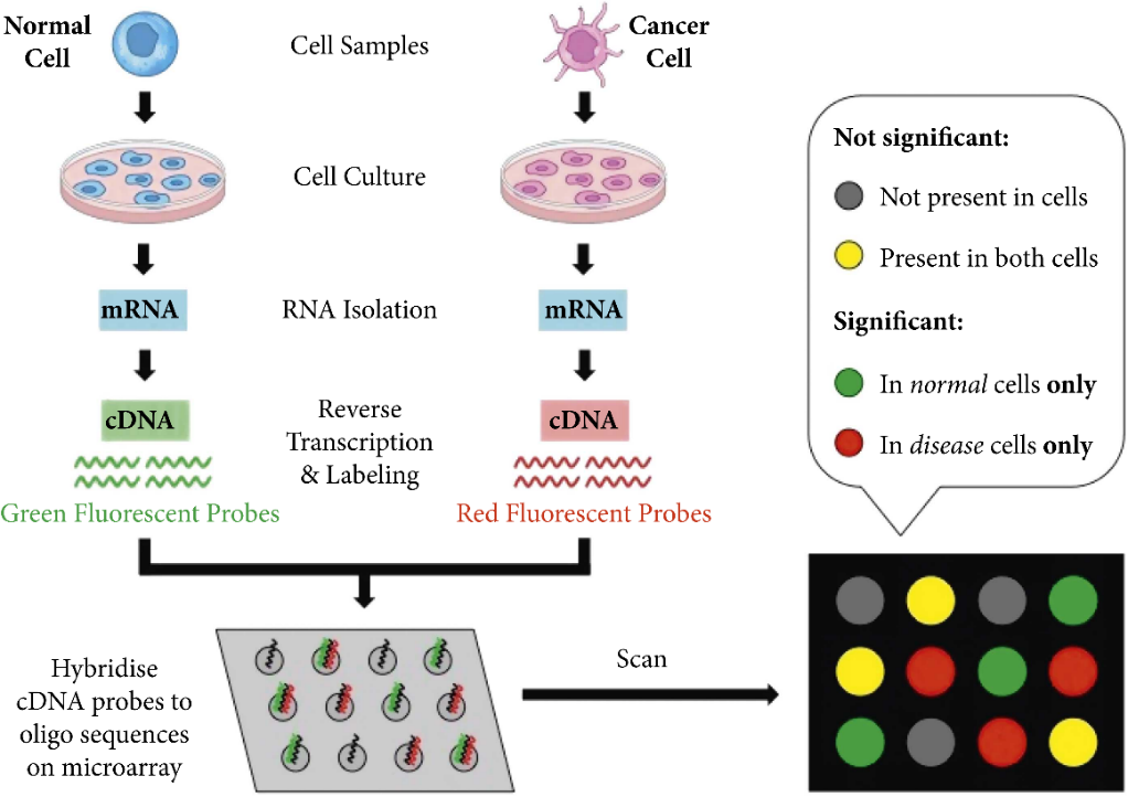 The Future Of Cancer Diagnosis Empowering Precision With Automated