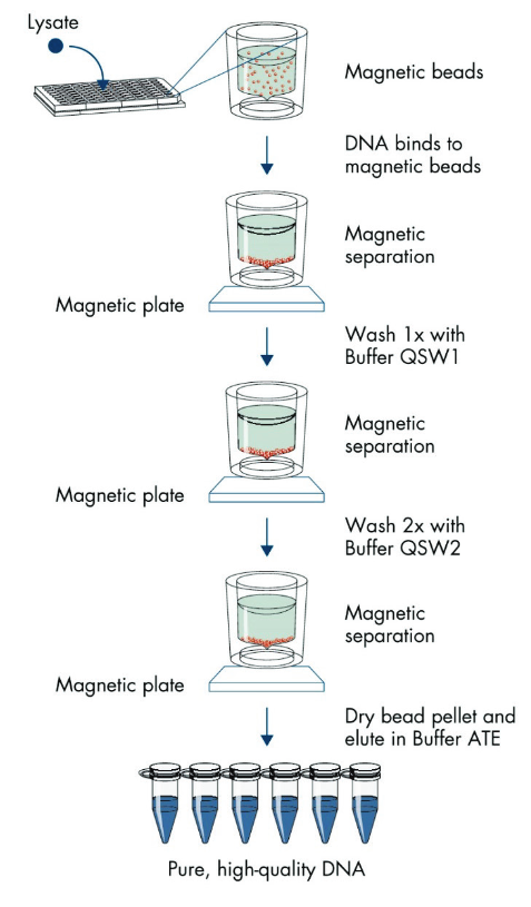 Principle of DNA extraction