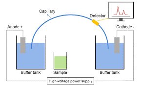 Capillary Electrophoresis mechanism